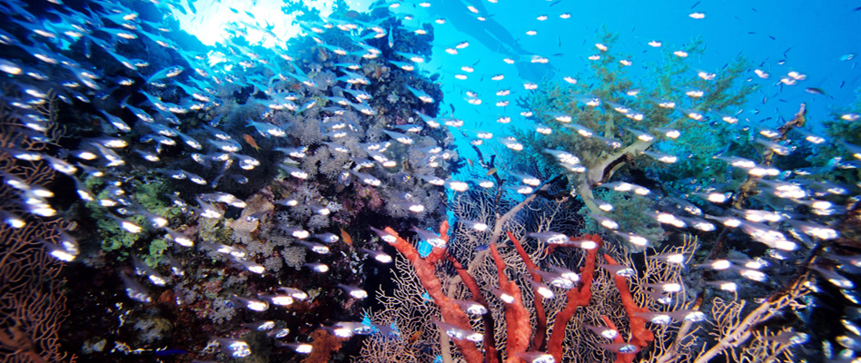 Abu-Rimata - Underwater
Copyright egypt.travel (Egypt Tourist Authority)