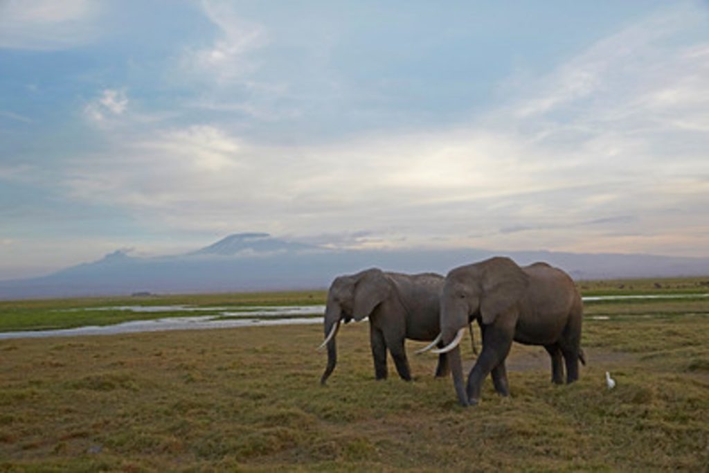 Safari Landscape(c) www.georgelogan.co.uk
Courtesy of British Airways