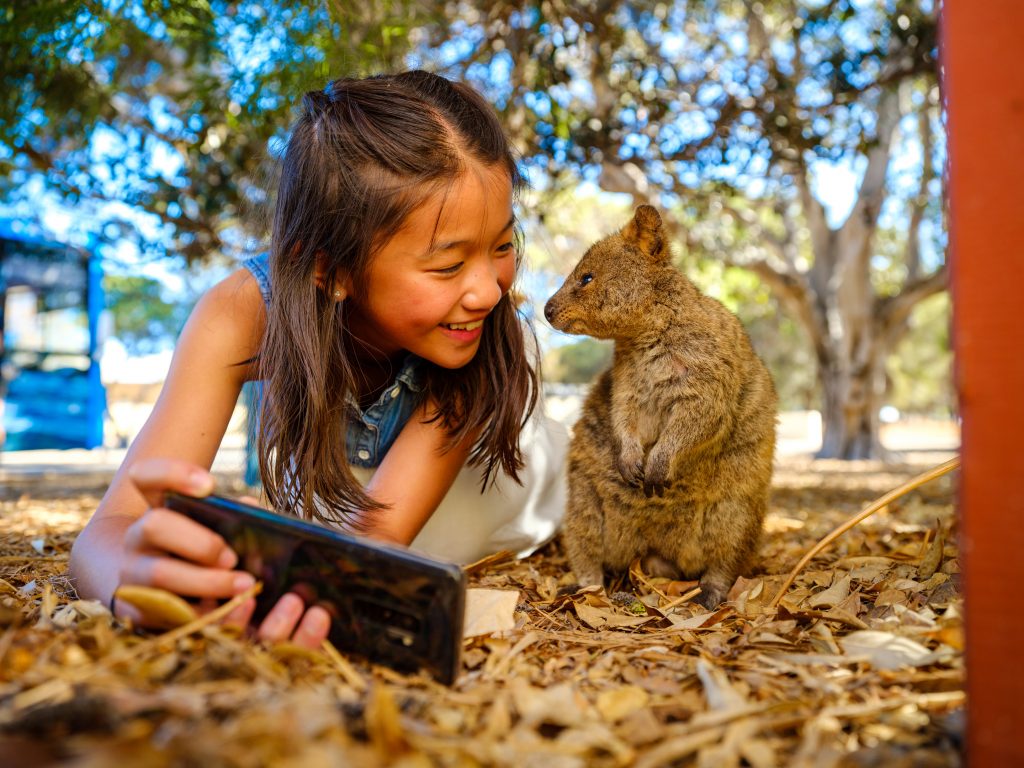 Taking selfie with Quokka (Setonix brachyurus) on Rottnest Island.  Copyright tourism.wa.gov.au