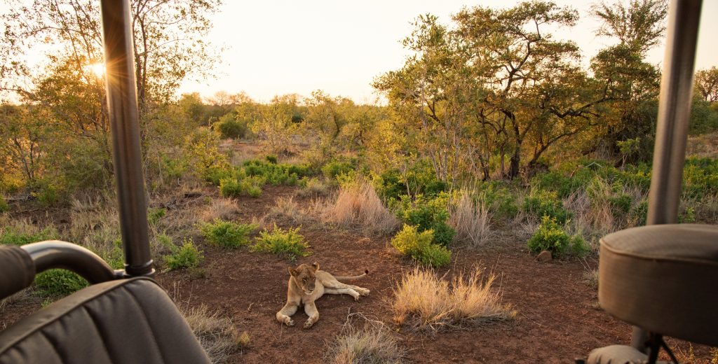 South African Safari - Lionness lying down.