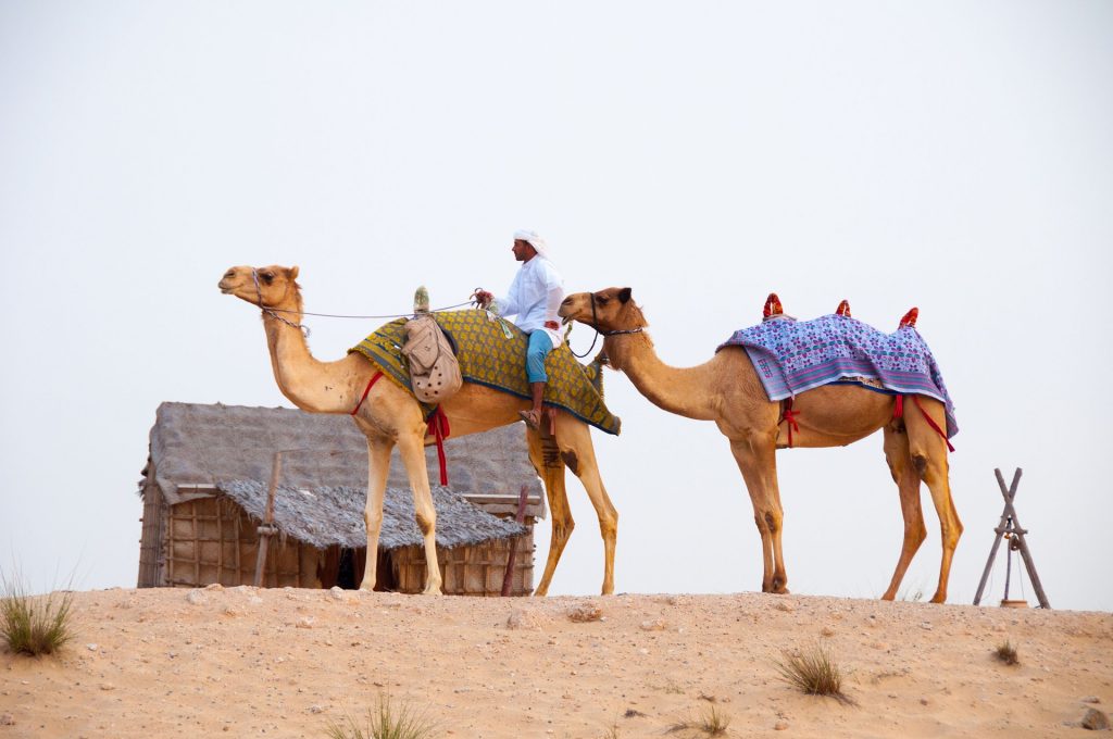 Camel desert safari - Dubai.