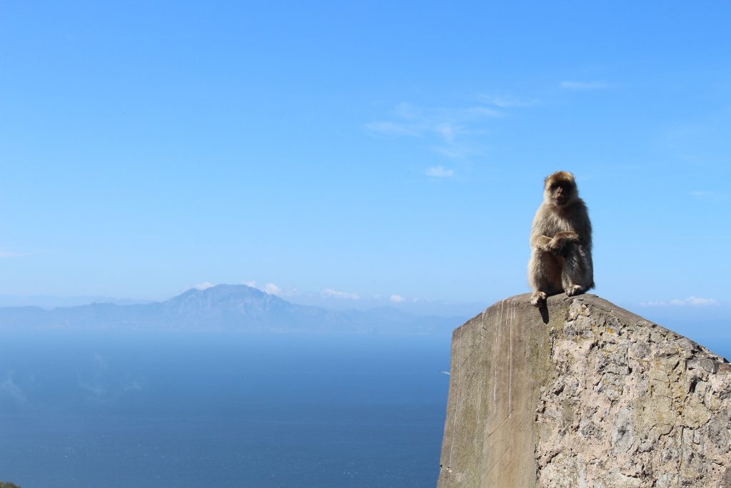 Barbary Macaque - African coastline of Morocco in the background.