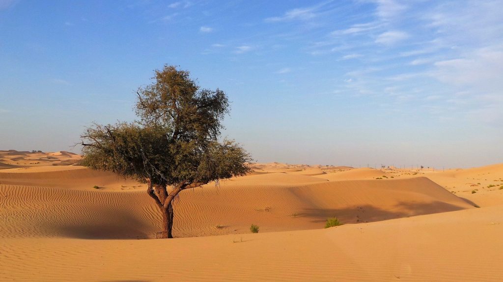 Desert Abu Dhabi UAE