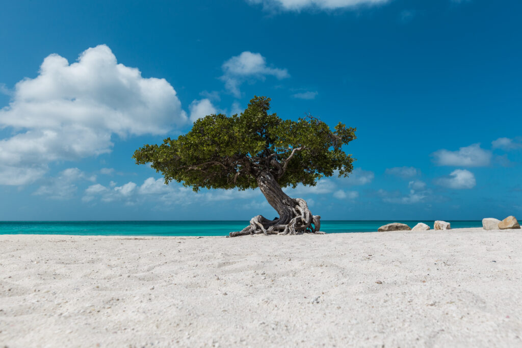 Eagle Beach - Aruba - Copyright Aruba.com