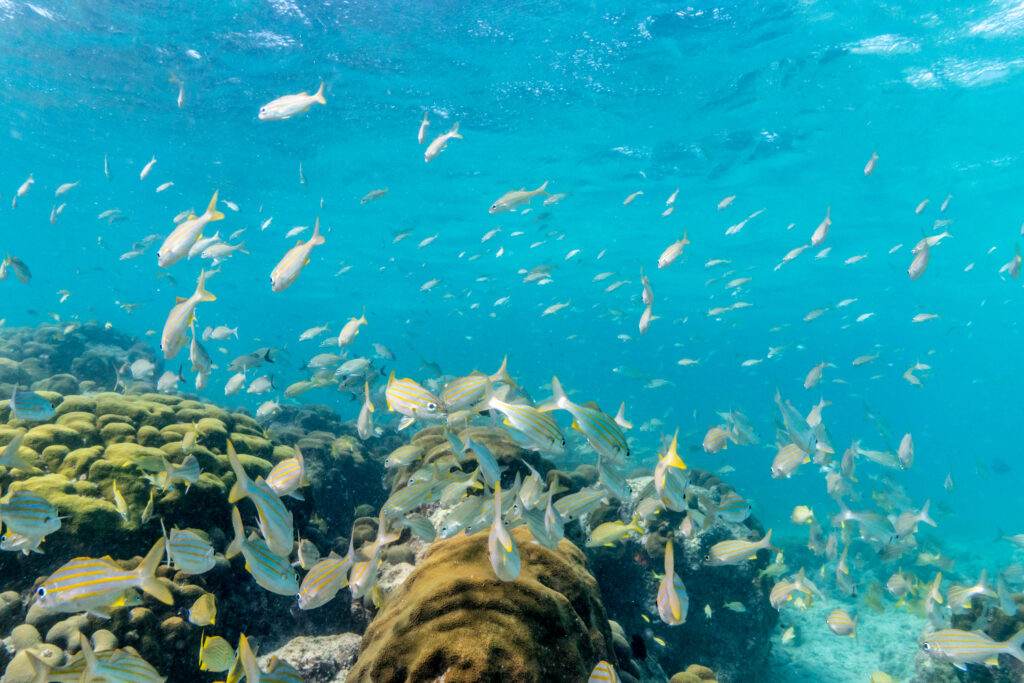 Underwater - Aruba Copyright Aruba.com