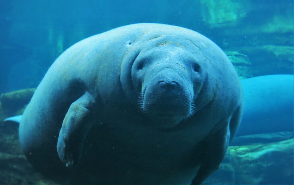 Manatees - SeaWorld - Orlando - Florida - USA